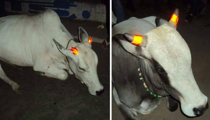 Radium Reflectors on Cattle Horns
